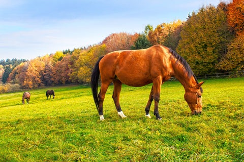 Horses enjoying the Autumn sunshine