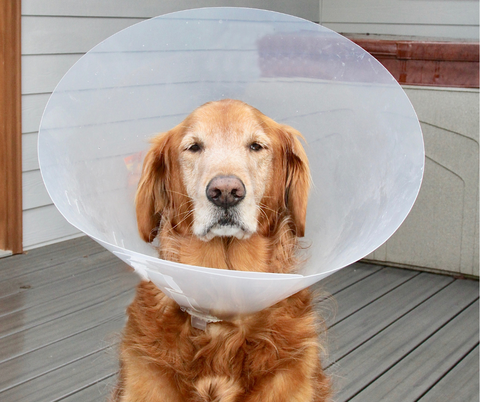 Itchy dog wearing cone of shame