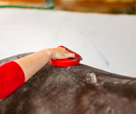 Grooming out hair with a curry comb