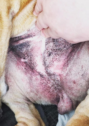 Dog with eczema on tummy