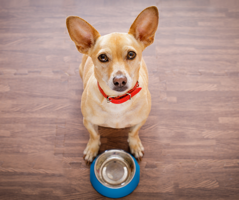 Dog with food allergies and empty bowl