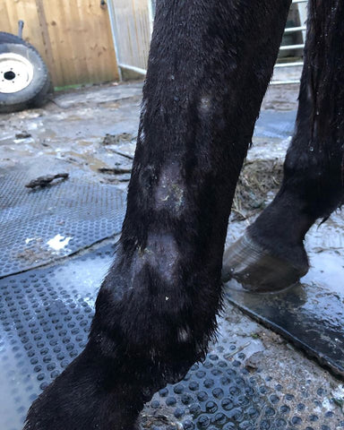 Horse with pastern dermatitis