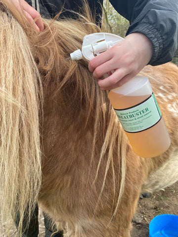 Sweatbuster being applied under the mane