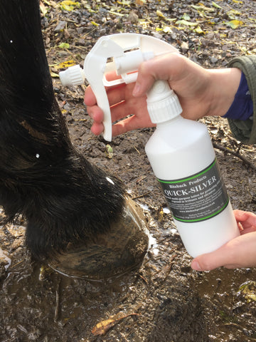 Applying Quick-Silver spray to a horse's legs