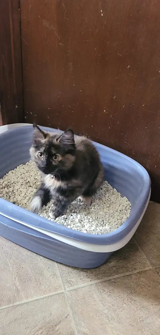 A kitten sits in a blue litter box with white clumping litter.