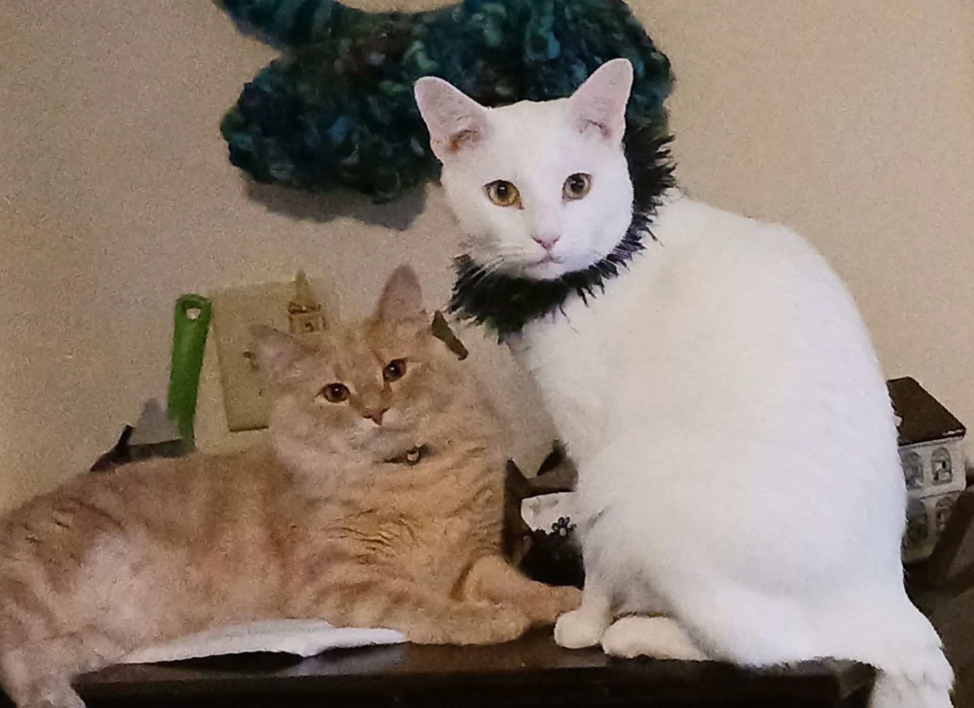 Two cats, one white with a black collar and one orange, sitting together on a surface.