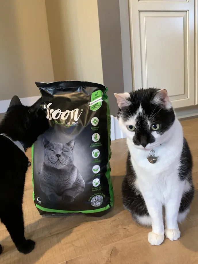 Two cats near a bag of Skoon cat litter.