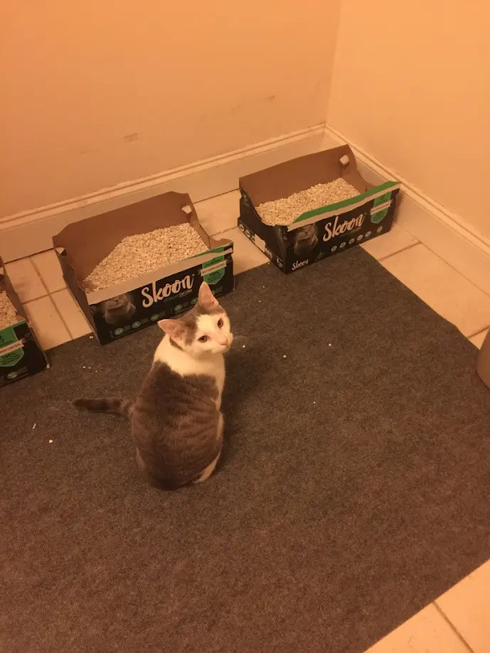 Cat sitting on a mat near three Skoon litter boxes.