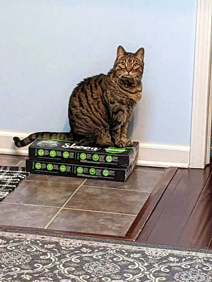 A tabby cat sits on two stacked boxes against a light blue wall.
