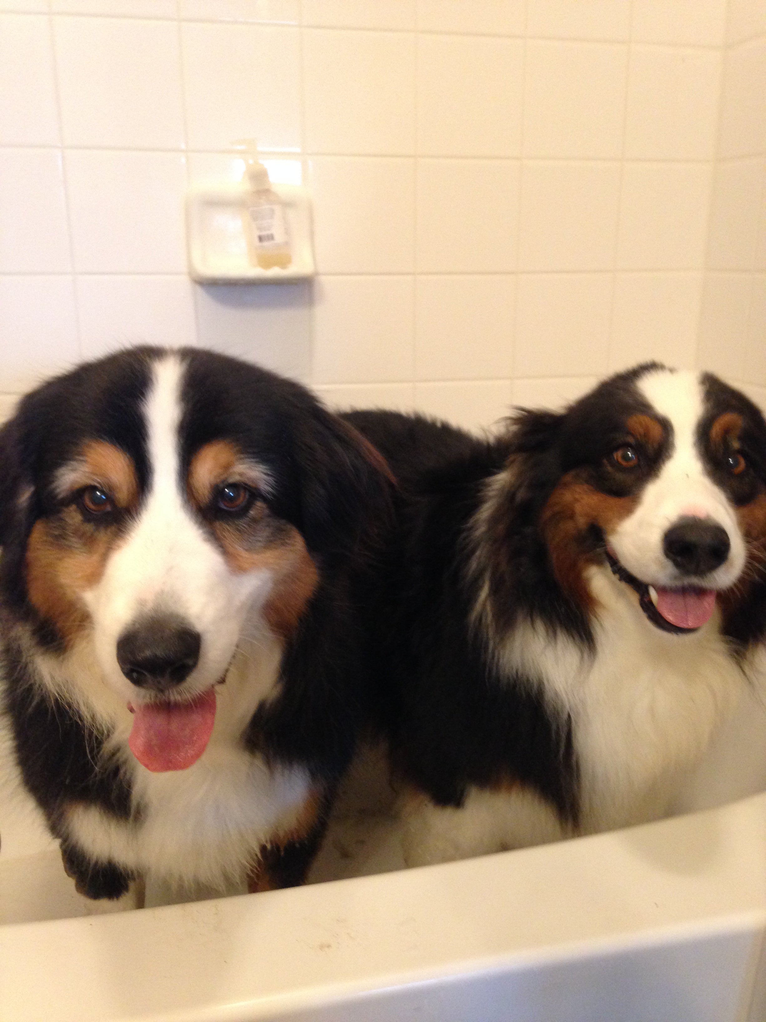 dogs-yum-soap-owners-indigo-wild-cute-furry-love-happiness