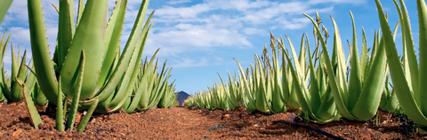 Blog about Aloe Vera and How to Grow| Plant Seeds Shop