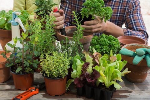 Decorate ,Your ,Backyard, Garden,blogs, Healthful