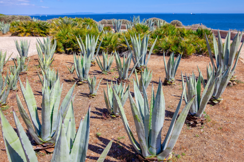 Buy Online Organic Aloe Vera Seeds | Seeds Shop