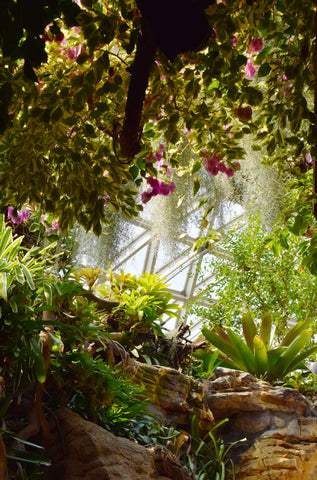 sunlight,Backyard, Garden,Herbs.jpg