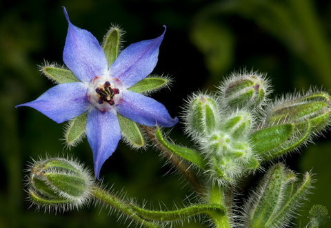 Herb Borage Seeds