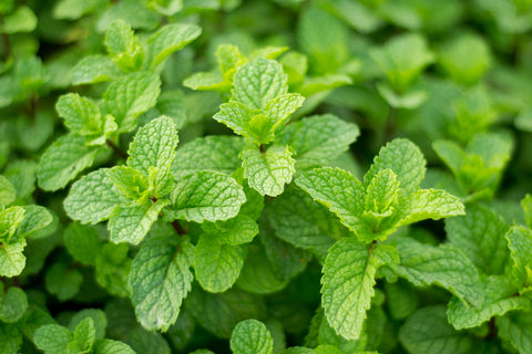 Herb Peppermint Antibiotic Plant 