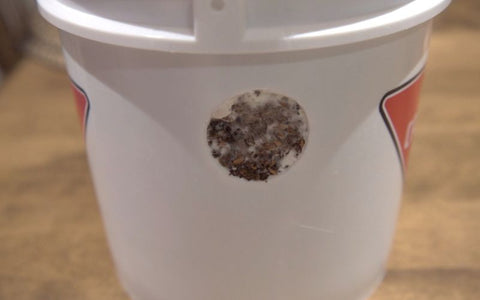 A bucket with a hole in it. Beyond the hole is a substrate colonized with lion's mane mycelium.
