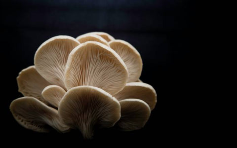 A clump of white oyster mushrooms with a black background.