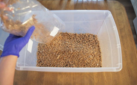 A person adds a bag of grain spawn into a container of hydrated hardwood pellets.