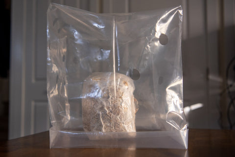 A humidity tent covers a mushroom fruiting block on a table.