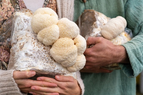 Two people hold up mushroom bags with lion's mane growing from them.