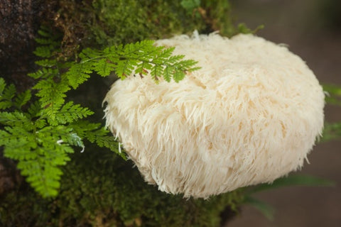 A lion's mane mushroom grows from a tree.