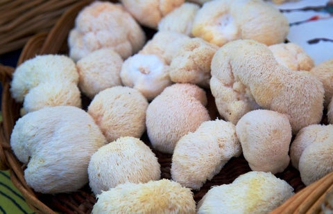 Clumps of lion's mane mushrooms in a basket.