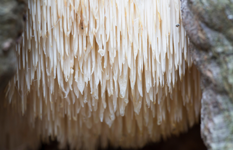A lion's mane mushroom with long spines grows in nature.