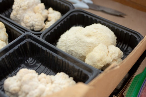 Lion's mane in a plastic container.