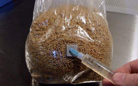 A capped liquid culture syringe in front of a bag of grain.