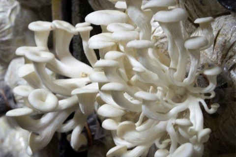 Oyster mushrooms with long stems.