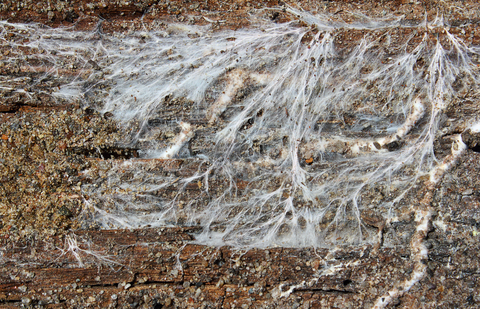 A network of white mycelium.