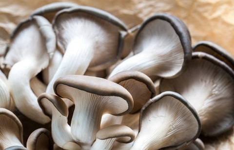 A flush of blue oyster mushrooms on a piece of parchment paper.