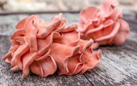 A bouquet of pink oyster mushrooms on a wooden table. 