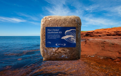 A mushroom kit over rocky coastline in Prince Edward Island.