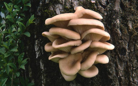 Oyster mushrooms grow from a tree.