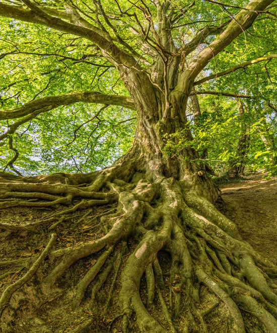 Nachhaltigkeit Bäume pflanzen Canutree