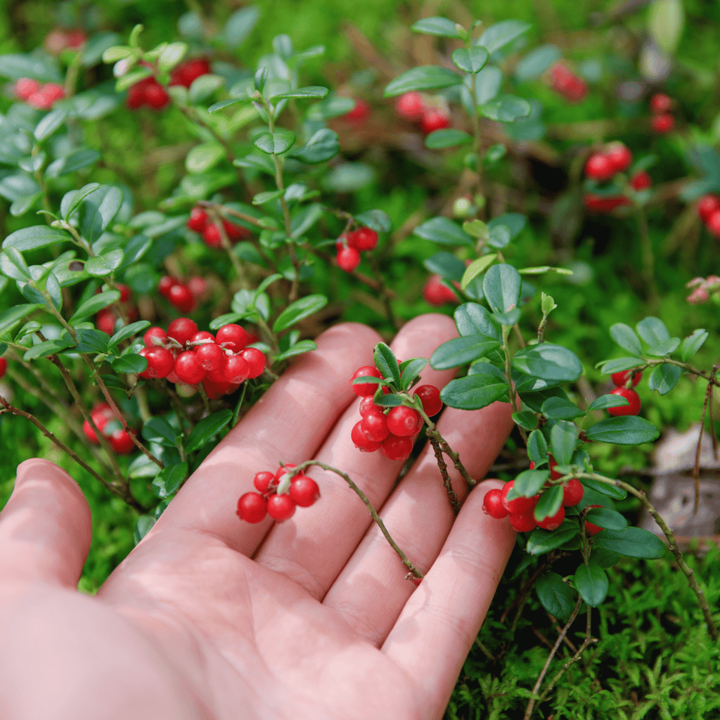 Lingonberry seed oil is high in omega 3 fatty acids