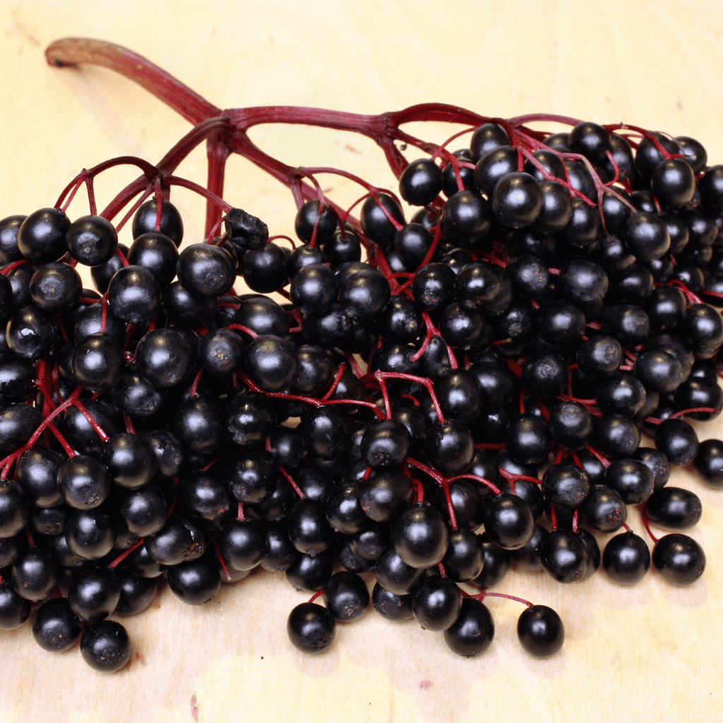 Elderberry seed oil is high in omega 3 fatty acids