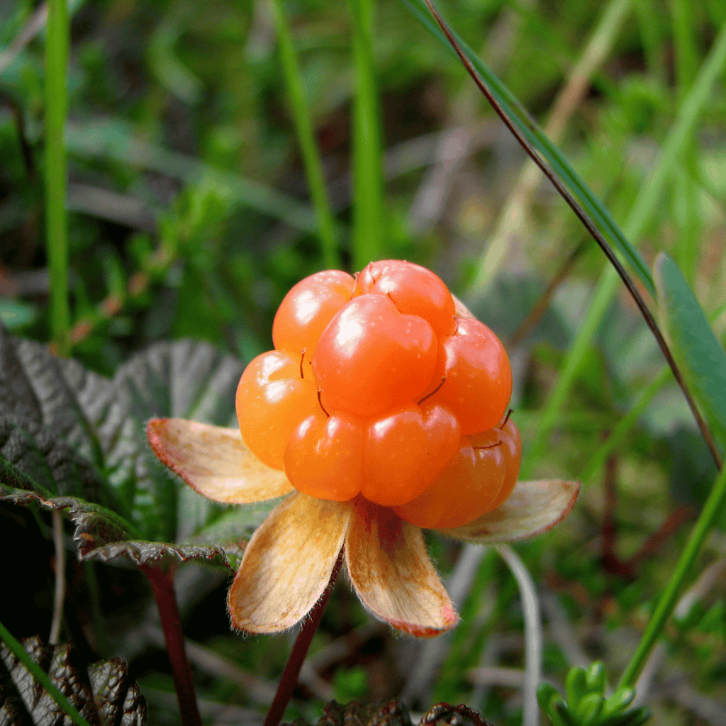 Cloudberry seed oil is high in omega 3 fatty acids