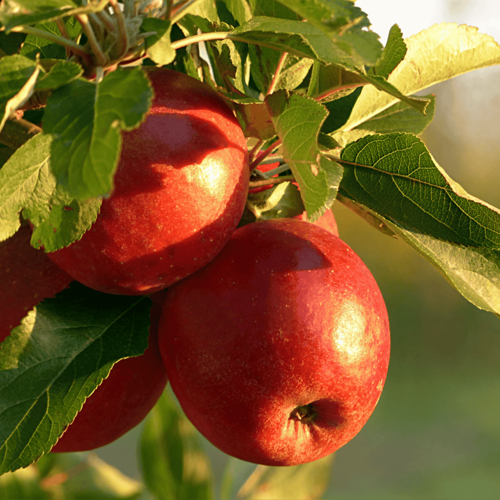 Benefits of Apple Seed Oil