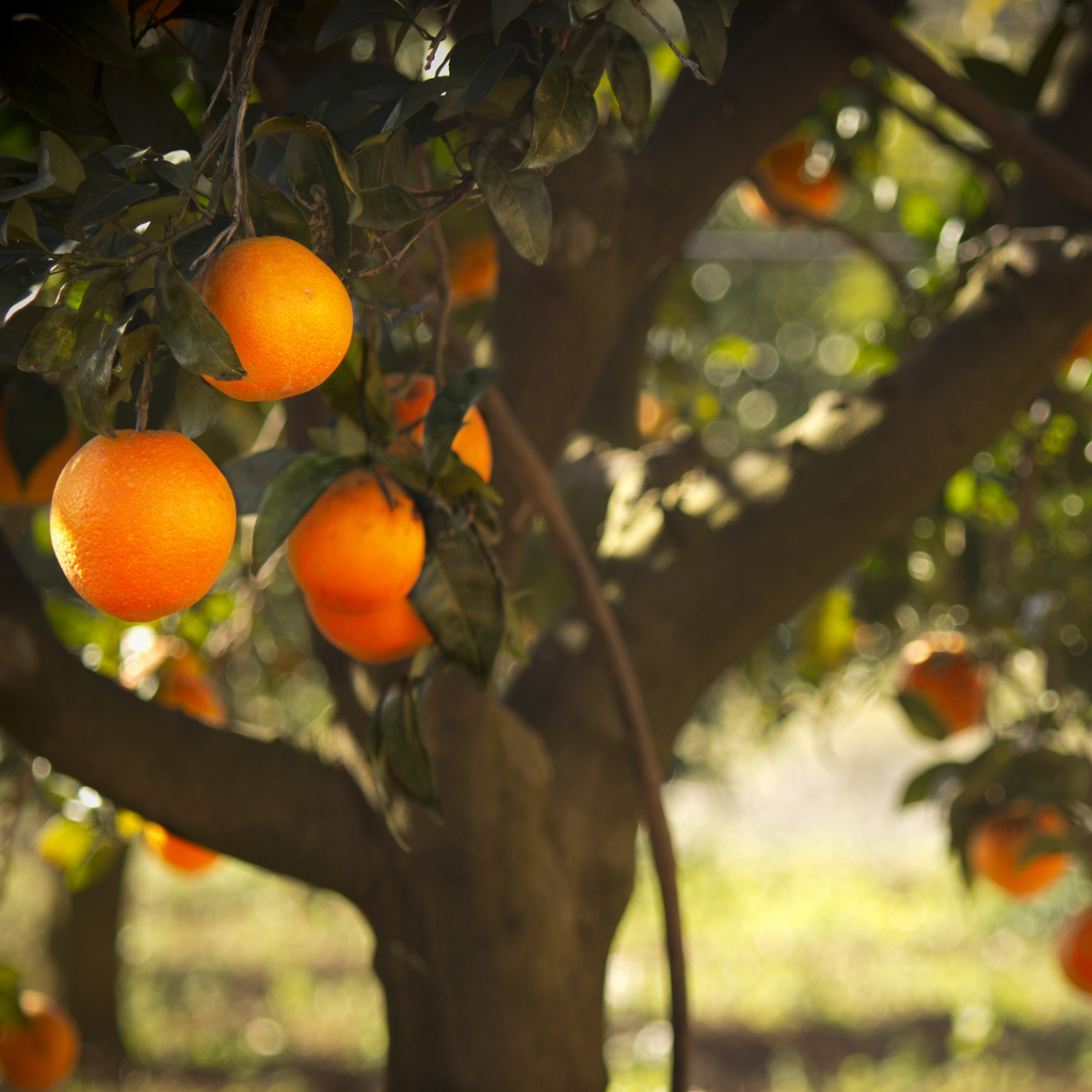 Is Orange Essential Oil Safe for Your Skin? Yes!