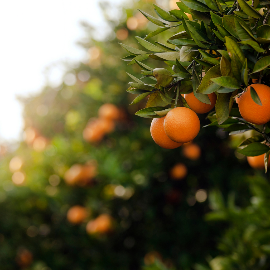 Is Orange Essential Oil Safe for Your Skin? Yes!