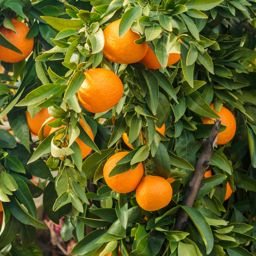 Is Orange Essential Oil Safe for Your Skin? Yes!