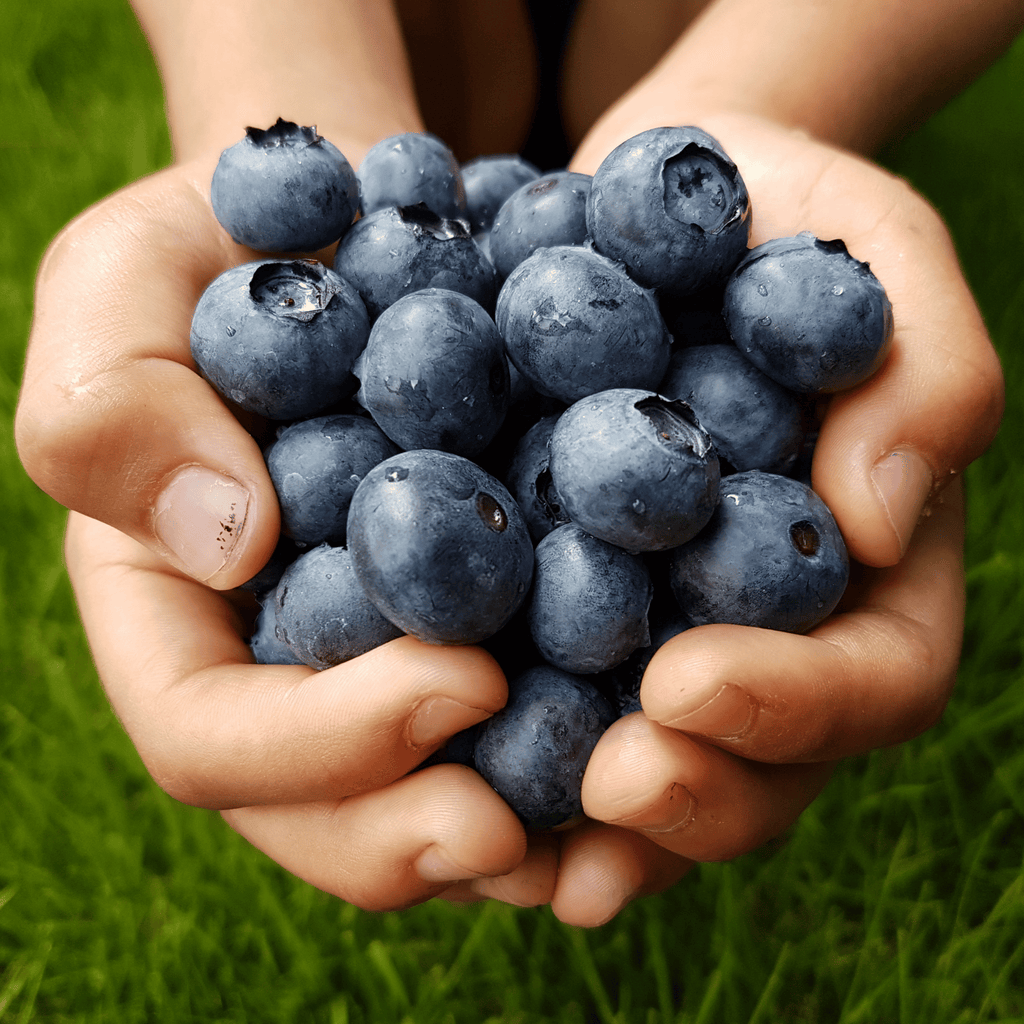 What is blueberry seed oil?