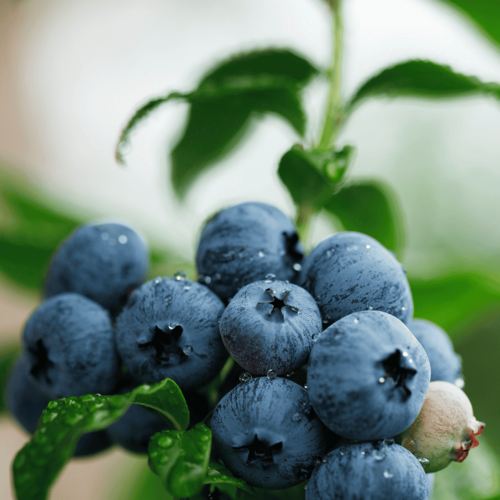 What is blueberry seed oil?