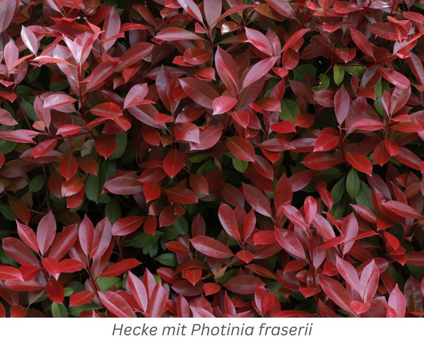 Hecke mit Rotlaubiger Glanzmispel, Photinia fraserii