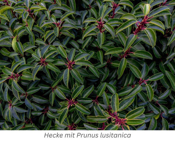 Hecke mit Portugiesischem Kirschlorbeer, Prunus lusitanica