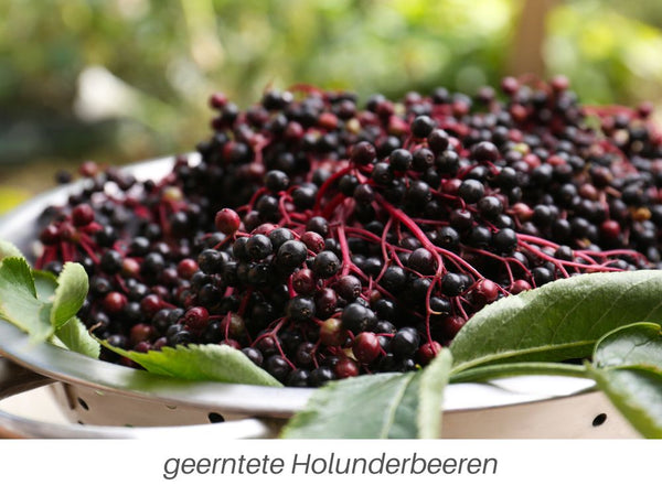 geerntete Holunderbeeren