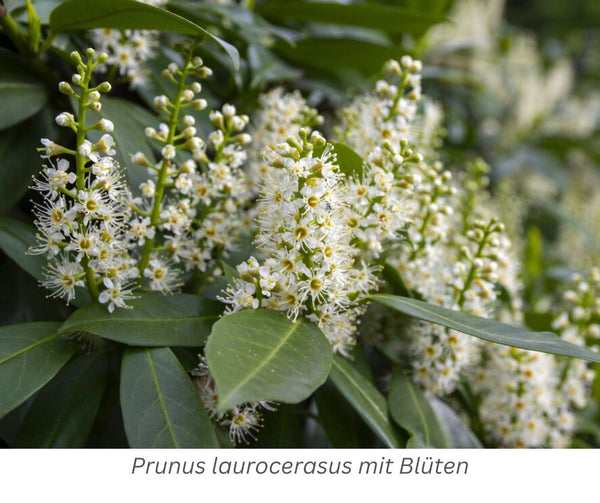 Kirschlorbeer, Prunus laurocerasus mit Blüten